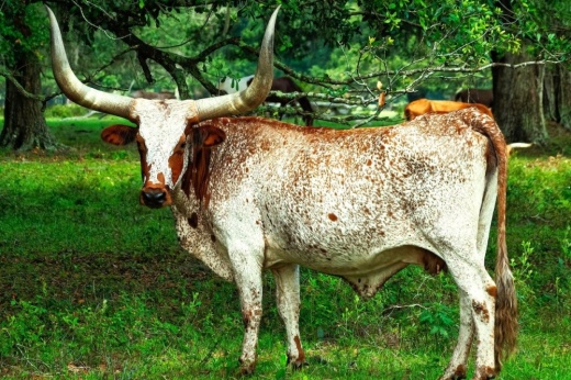 A two-toned Longhorn stands among greenery.