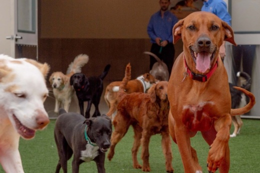 Dogs run around in a grassy play yard.
