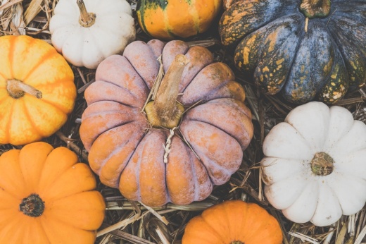 Attendees can pick pumpkins during P-6 Farm's annual fall festival. (Courtesy Pexels)