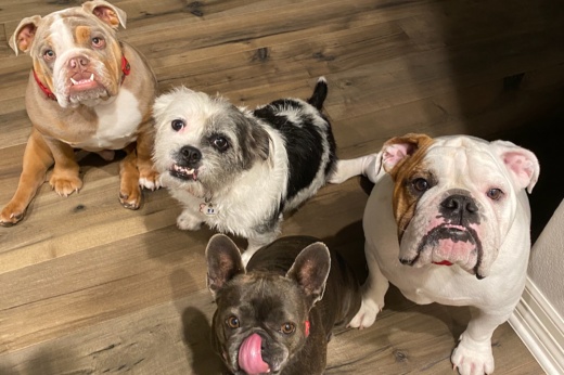 Four dogs look up
