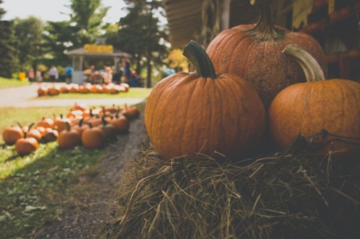 A pumpkin patch