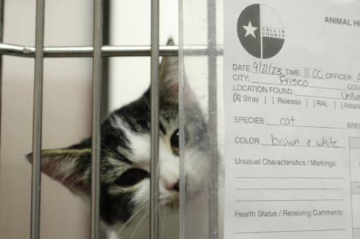 cat in an animal shelter looking at camera
