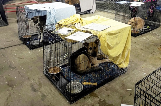shelter animals in crates