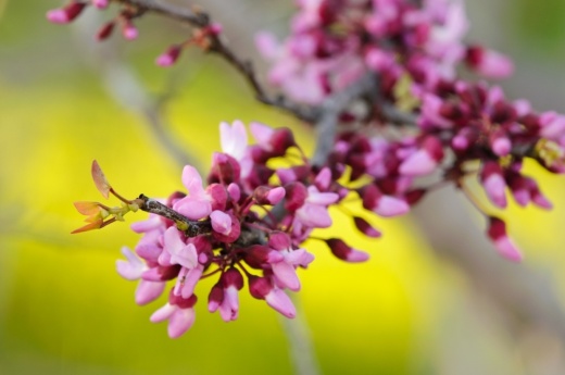 Plano will be giving away Texas redbud trees Oct. 28. (Courtesy Ladybird Johnson Wildflower Center)
