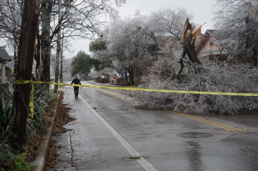 fallen tree in winter