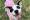 White spotted dog with pink sweater on grass looks up at camera