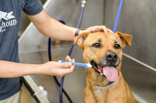 dog getting its teeth brushed