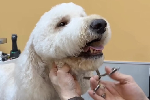 dog gettin a haircut
