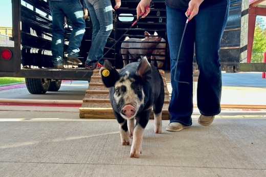 pig standing near a person guiding it