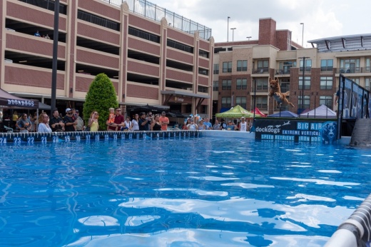 dog jumping into a pool