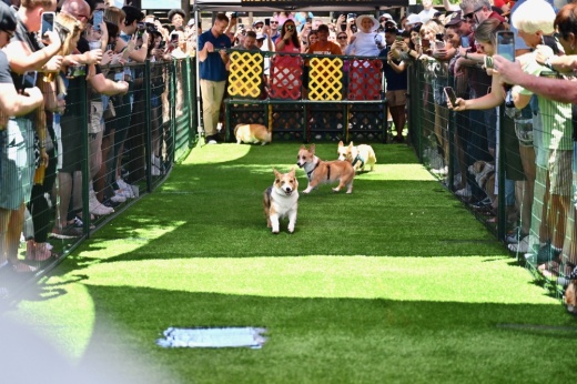 corgis racing