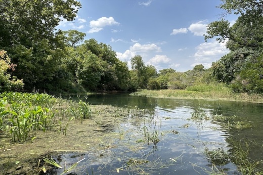 Sewell Park is located just below the San Marcos Springs, which receives outflow from the Edwards Aquifer. (Amira Van Leeuwen/Community Impact)
