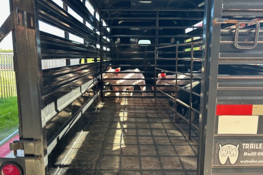 Pig in trailer