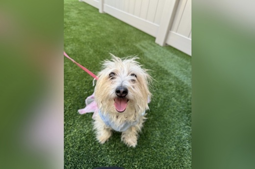 Picture of a dog.