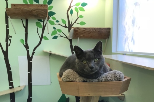 Cat in indoor climbing tree