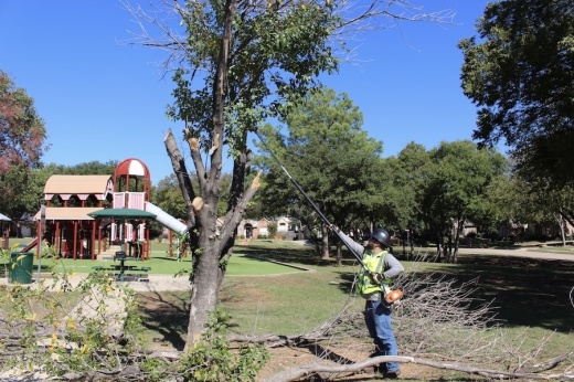 Picture of man removing branches from a tree.