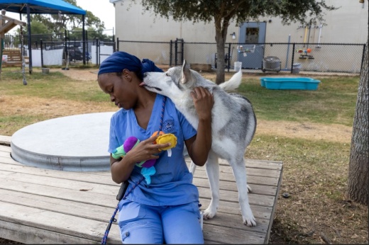 An image of a dog playing with a city employee at the Sugar Land Animal Shelter