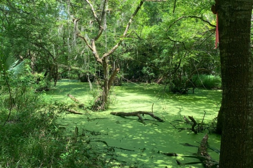 Green trees and moss at Lake Creek Preserve