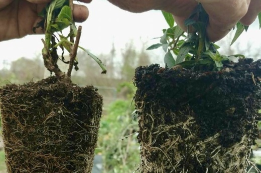 plants being held