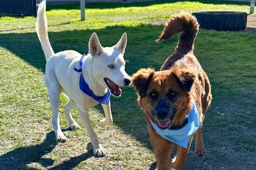 dogs