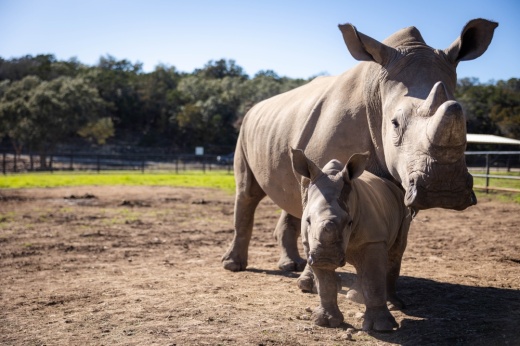 a small white rhino stands with her mother