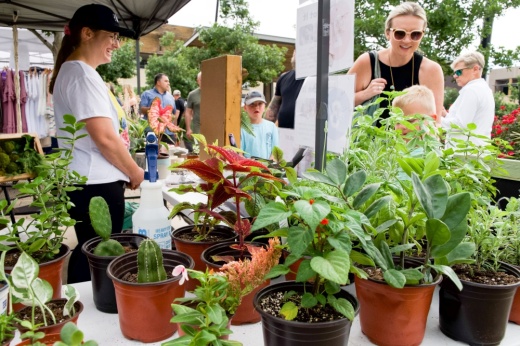 plants at a farmers market
