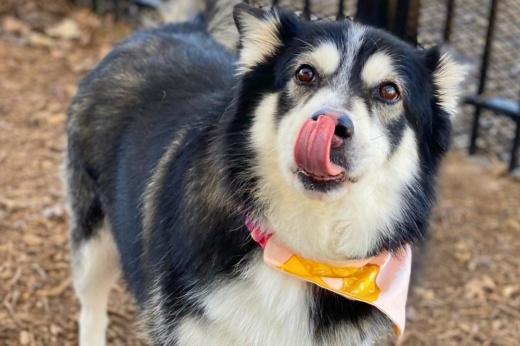 San Antonio Animal Care Services Madra