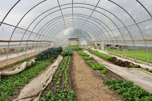 Plants in a caterpillar tunnel.