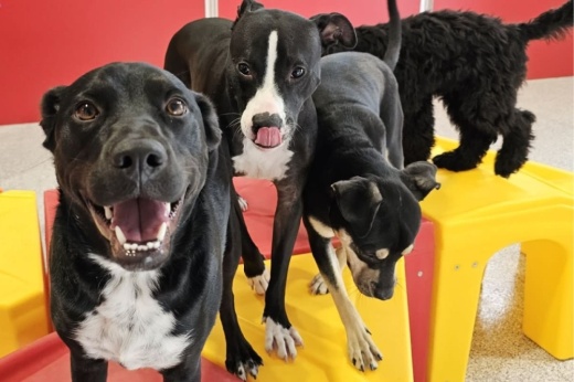 doggies at the dog stop katy