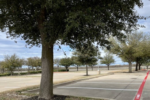 trees in a parking lot in frisco