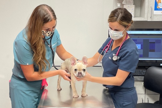CityVet is now open in Coppell. (Courtesy CityVet)
