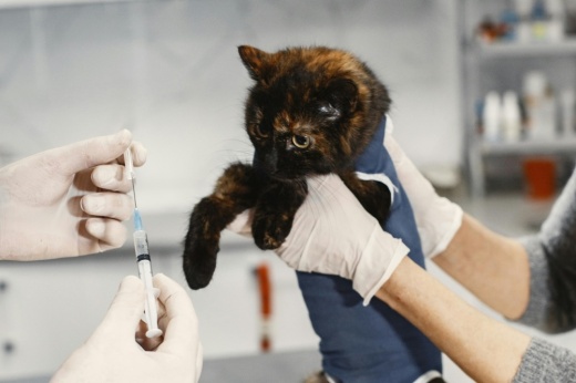 This is a photo of a cat getting vaccinated