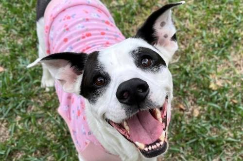 Medium size black and white spotted dog with pink patterned sweater looking at camera