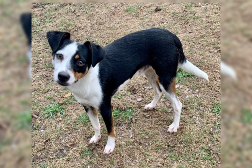 Dog from the Cibolo animal services facility.