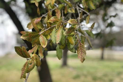 leaves of an oak tree that are infected with oak wilt