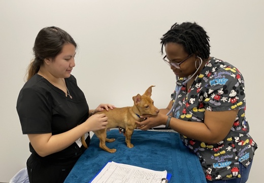A veterinary technician and veterinarian work on a small brown dog.