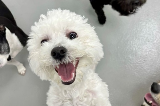 a white Shitzu smiles into the camera at Hounds Town