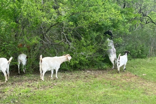 goats and more goats
