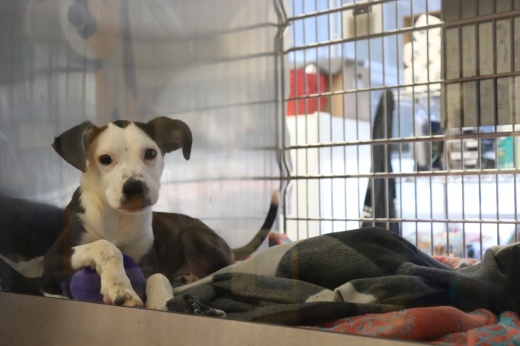 The Austin Animal Center is at capacity and has paused intake of dogs, even for emergencies. (Zara Flores/Community Impact)