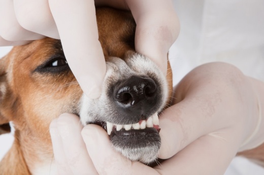 A dog showing his teeth as a vet works on him.