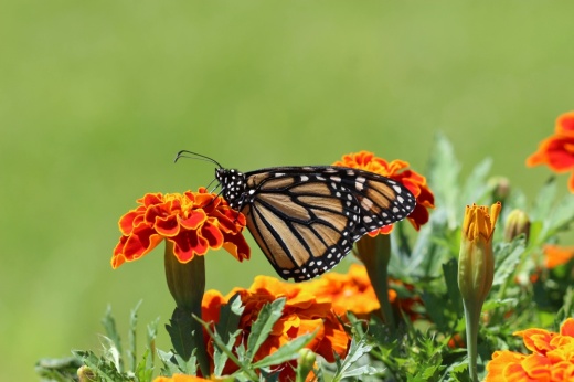 butterfly on a flower