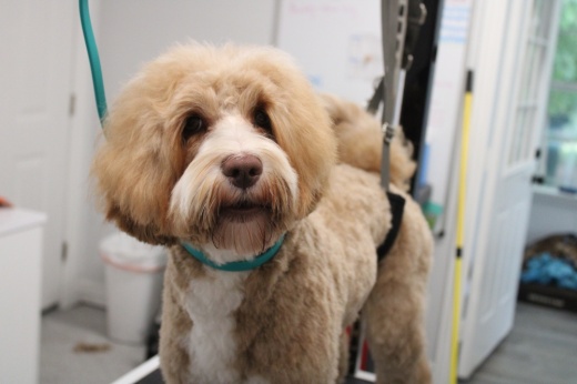 a dog named Charlie getting groomed at Fetch Me Later.