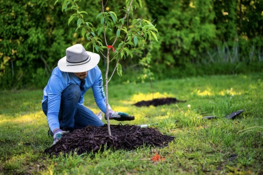 a person kneels down alongside a newly planted tree in a grassy area