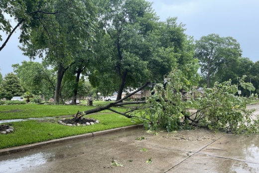 A tree is fallen in a roadway