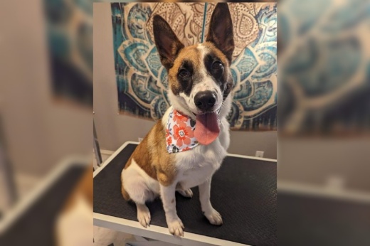 Dog from Cibolo Animal Services