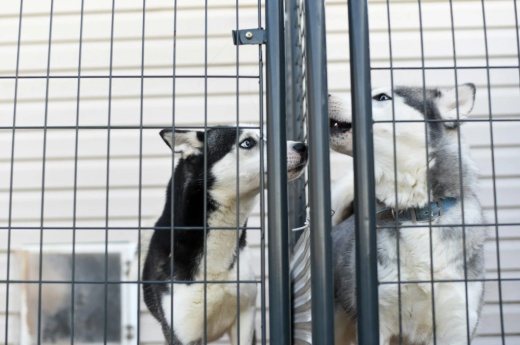 Fort Bend County commissioners approved the purchase of a mobile adoption unit for Animals Services at a May 14 meeting. (Courtesy Pexels)