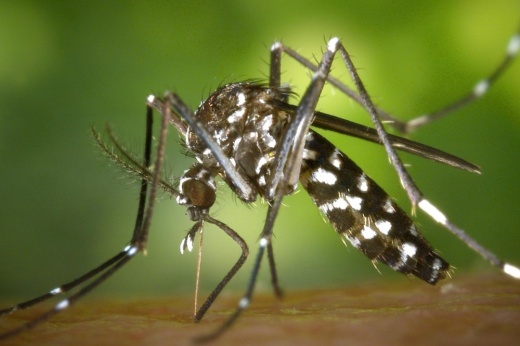 The Williamson County and Cities Health District recommends residents take precautions to mitigate the risk of mosquito-borne diseases. (Courtesy Pixabay/Pexels)
