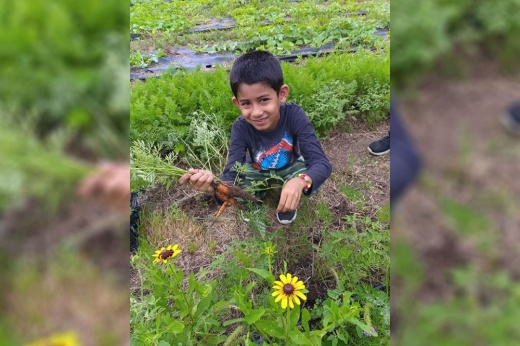 Kid picking carrots