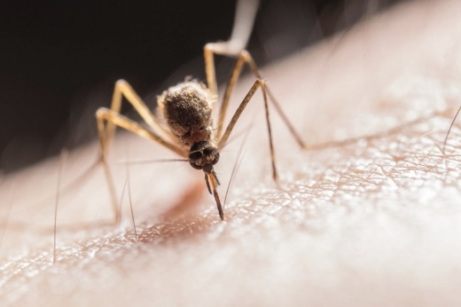 Austin Public Health identified the first pool of mosquitos positive for the West Nile virus in Southeast Austin on May 28.  (Courtesy Pixabay/Pexels)