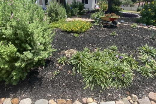 Georgetown's Unified Development Code contains landscaping requirements for new construction within the city. (Parks Kugle/Community Impact)